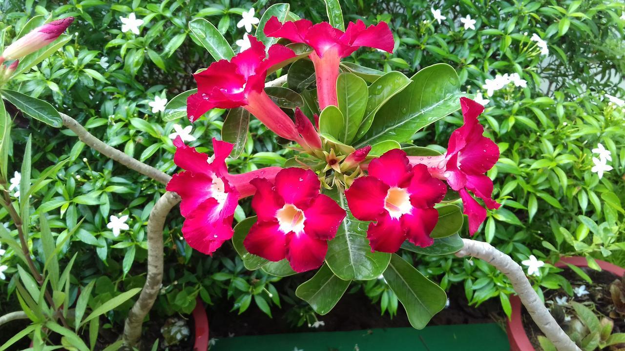 Marari Coastal Dreams Home Stay Alappuzha Extérieur photo